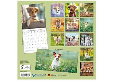 Broschürenkalender 2025, 30 x 60cm, "Hundewelpen" -ab ca.15.06.2024-